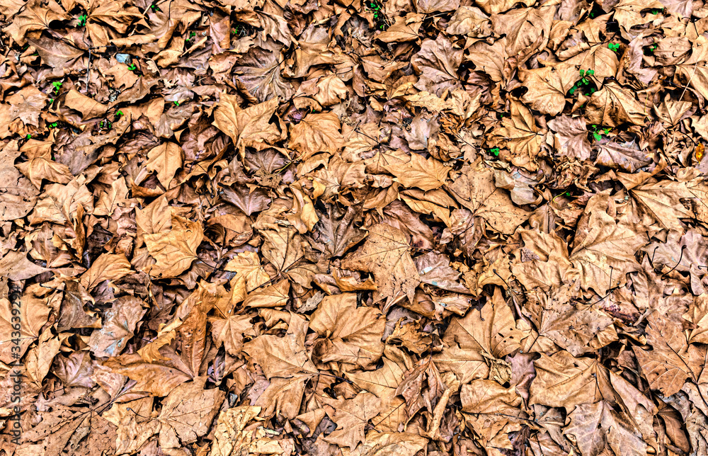 A field with a mass of dried leaves as a graphic background A field with a mass of dried leaves as a graphic background