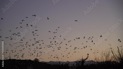 pajaros volando sobre ria y detras pueblo anocheciendo photo