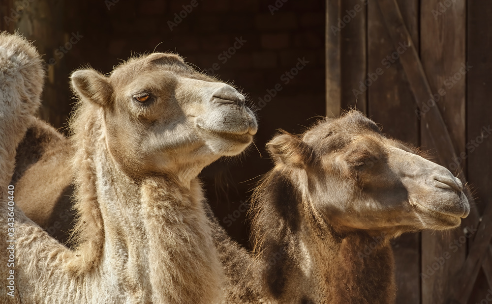 Fototapeta premium Portrait of Camel