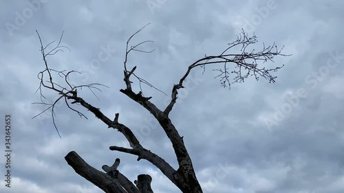 dead tree in the sky