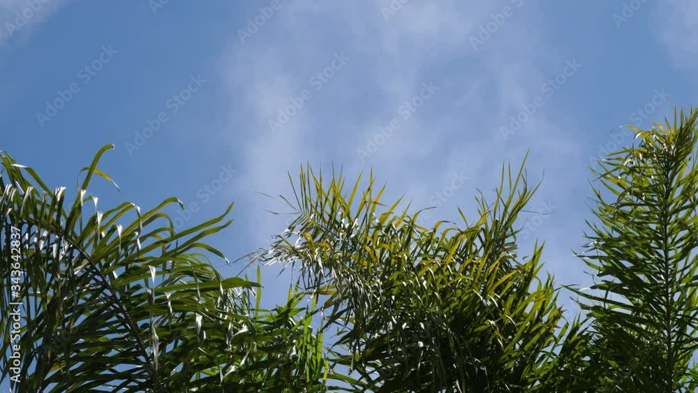 Fast Moving Clouds with palm trees Fast Moving Clouds with palm trees
