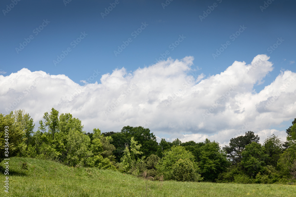 Treeline and green meadow topped with white clouds and blue sky, creative copy space, horizontal aspect Treeline and green meadow topped with white clouds and blue sky, creative copy space, horizontal aspect