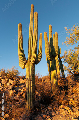 Saguaro Cactus, Tucson, Arizona