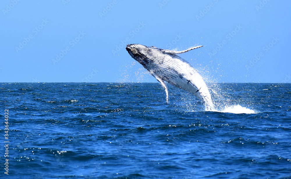 Fototapeta premium Gran salto de una ballena jorobada frente a las costas de Canoas de Punta Sal, Tumbes Perú.
