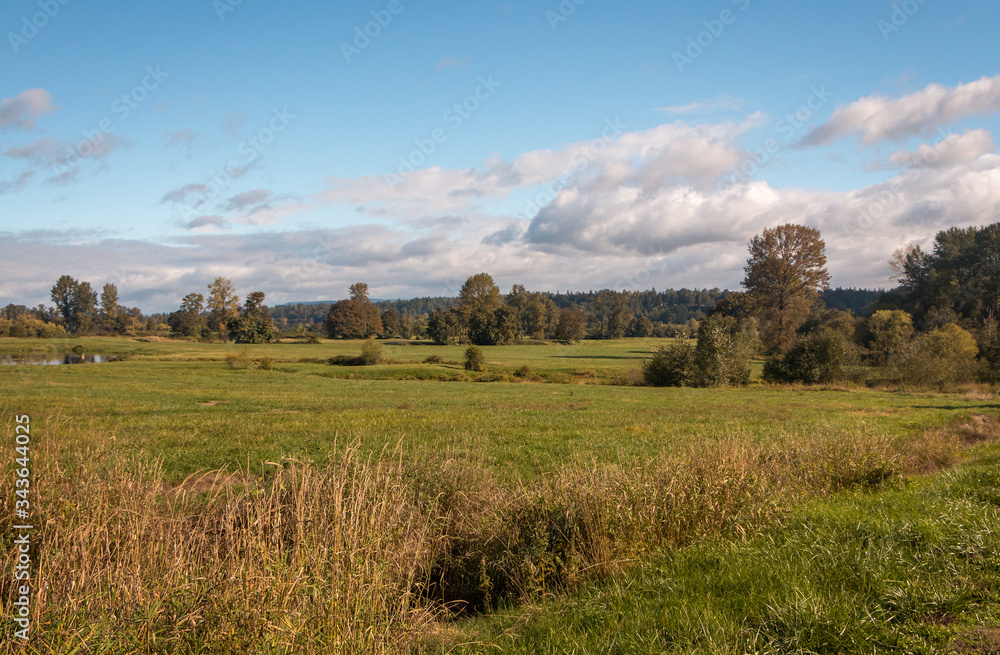 Greeen field with foreground grasses and blue sky 