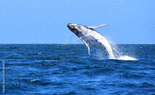 Gran salto de una ballena jorobada frente a las costas de Canoas de Punta Sal, Tumbes Perú.