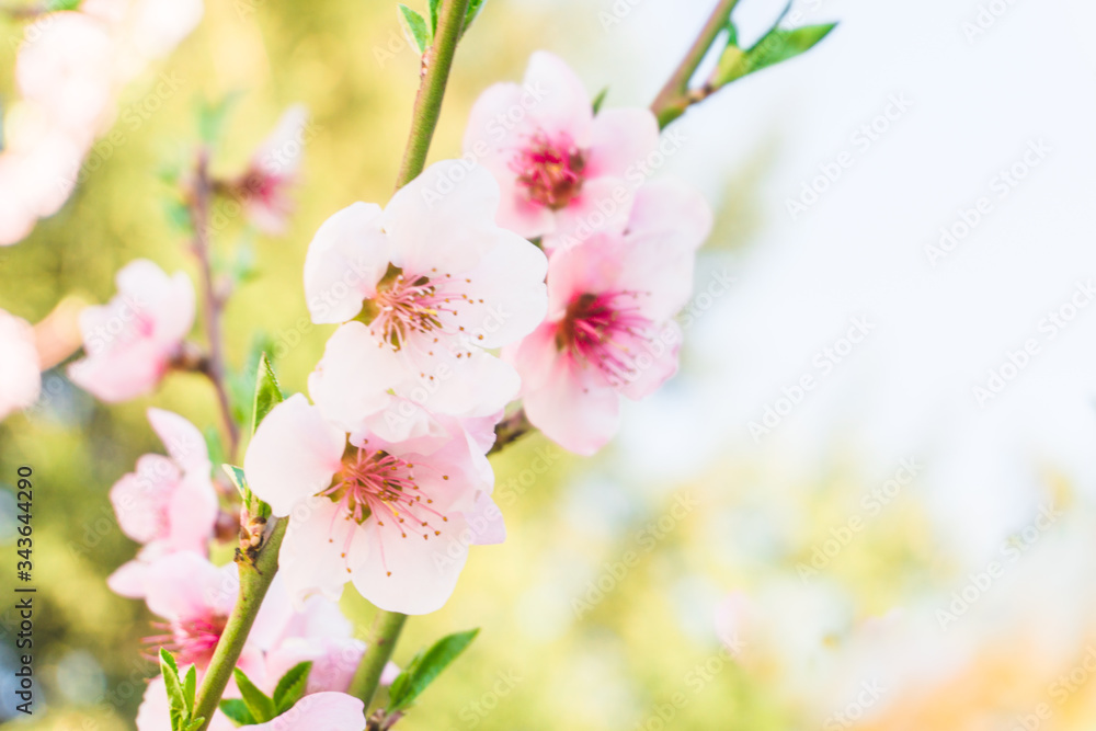 Pink cherry blossom twig close up over blue bokeh background banner .cherry flower macro. Spring floral background. Blooming cherry close-up on a light pink delicate background 