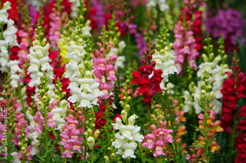 Colorful varieties of snapdragon, an upright annual flower