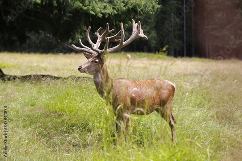 Wild deer stag standing calmly on meadow. Male Red Deer. Mature Red Deer Stag.