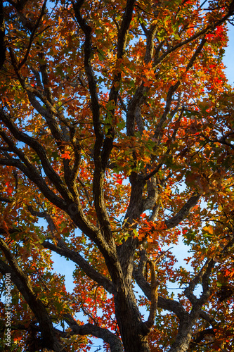 red oak tree in autumn winding branches 