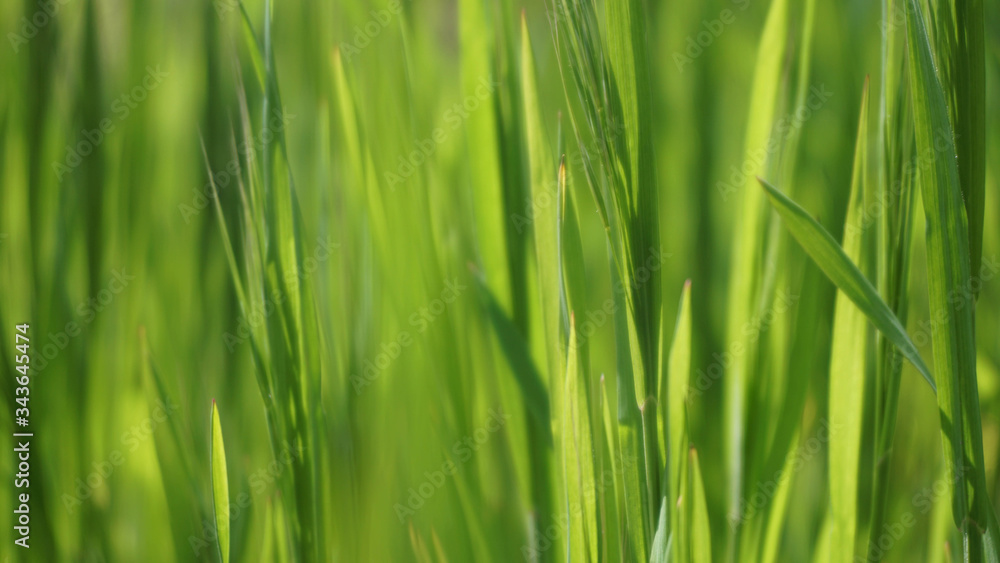 lush green fresh juicy grass, beautiful spring