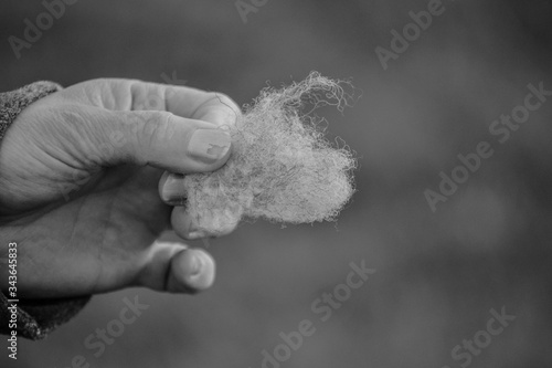 Hand holding a clump of wool black and white