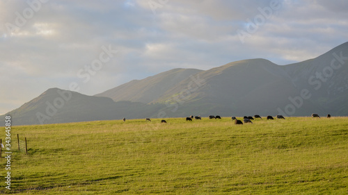 Herd of sheep in a meadow at sunset landscape. Beautiful field of rolling hills and mountain range in Derwentwater, Keswick, lake district