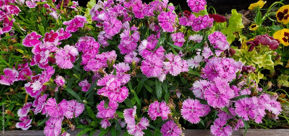 Fototapeta premium Purple Dianthus