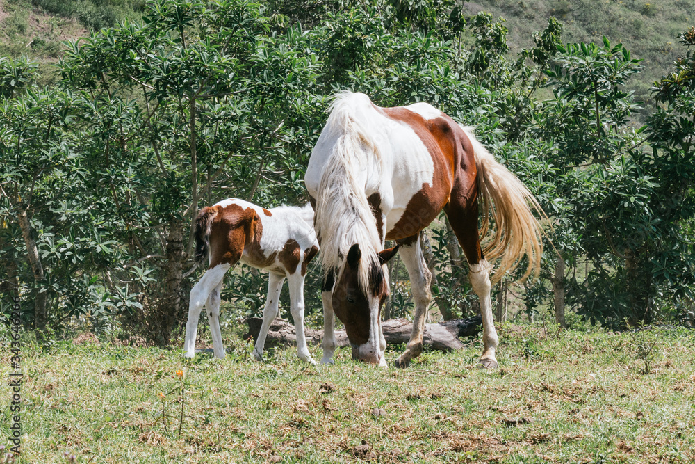 Mare and foal, mother and son pinto horses Mare and foal, mother and son pinto horses