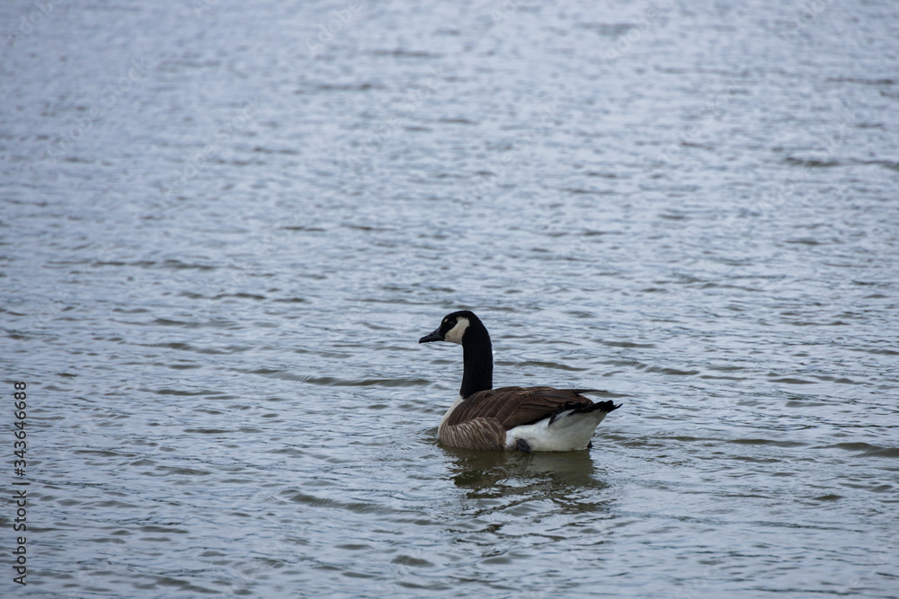 Canada goose swimming in the lake