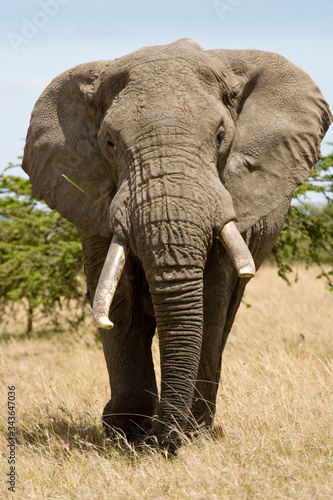 African Elephant  walking in the arid grasslands of the Maasai Mara  Kenya