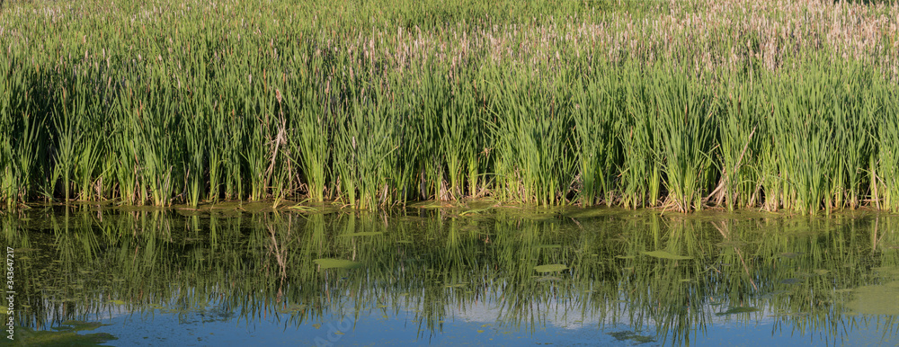 Reeds and tall grass in shallow water. Nature and environmental wetland habitat background Reeds and tall grass in shallow water. Nature and environmental wetland habitat background