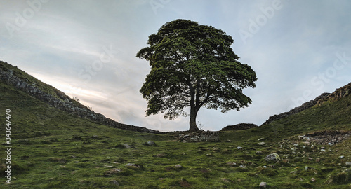Принти на полотні Sycamore Gap, the iconic tree on Hadrian's Wall, Northumberland, UK
