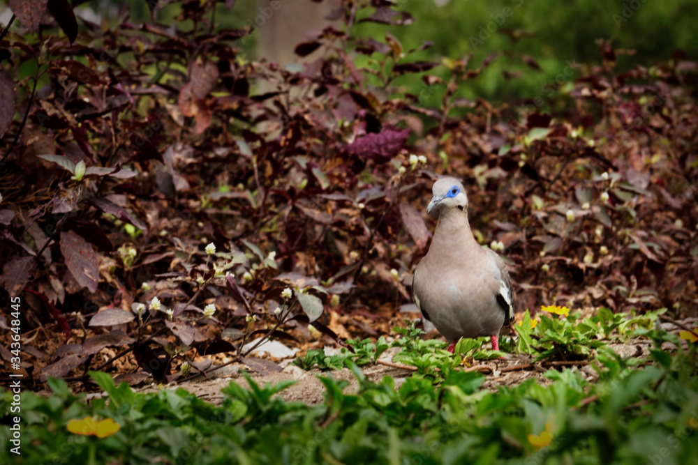 Obraz premium bird in the grass