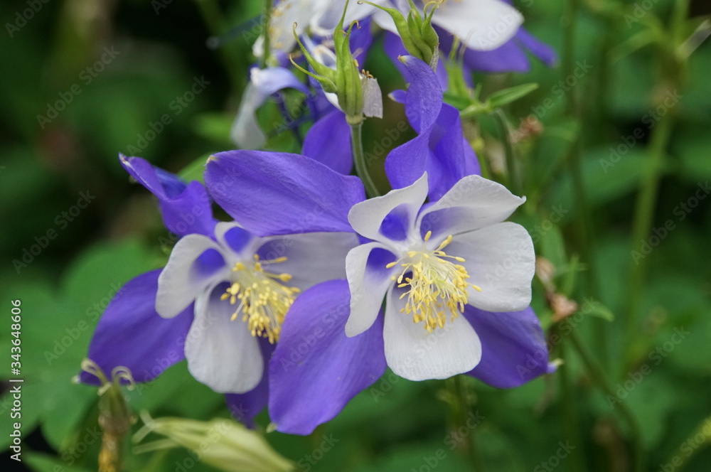 Beautiful Colorado Blue Columbine flowers blooming in the Spring