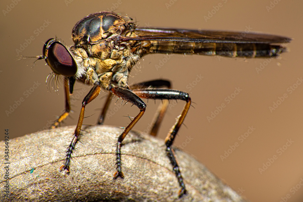 the wonderful core and shapes of the macro world
the wonderful core and shapes of the macro world