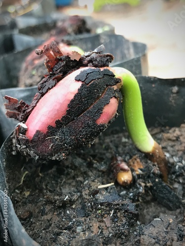 Growing plants from seed is a great way to start gardening earlier in the season. With the right light and some simple equipment, it's easy to grow from seed to harvest.