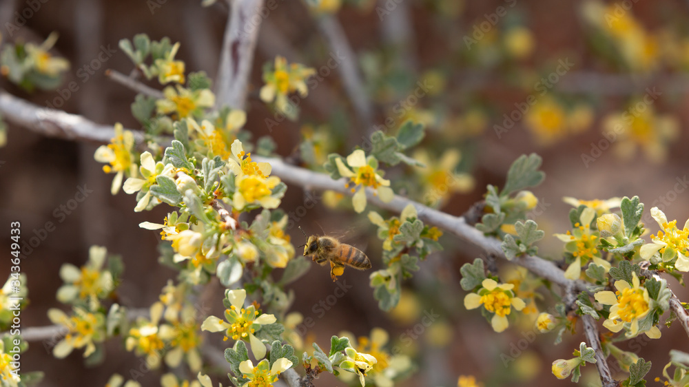 A honey bee hovers in front of a yellow flower on a cliffrose bush in the desert of Southern Utah while it gathers nectar and pollen. A honey bee hovers in front of a yellow flower on a cliffrose bush in the desert of Southern Utah while it gathers nectar and pollen.