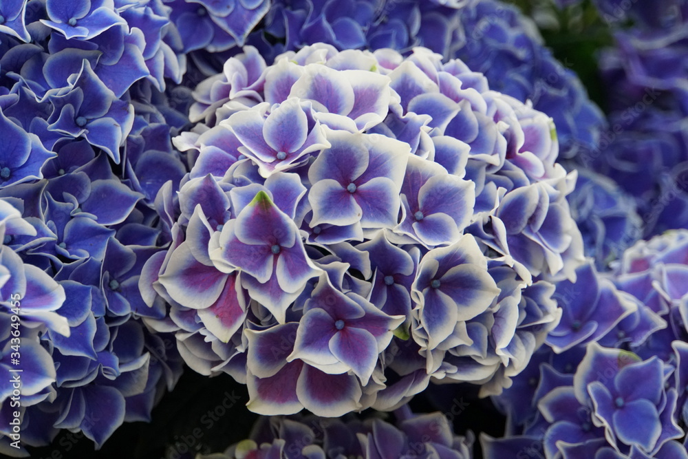 Beautiful blue flowers of Bigleaf Hydrangea Tivoli Beautiful blue flowers of Bigleaf Hydrangea Tivoli