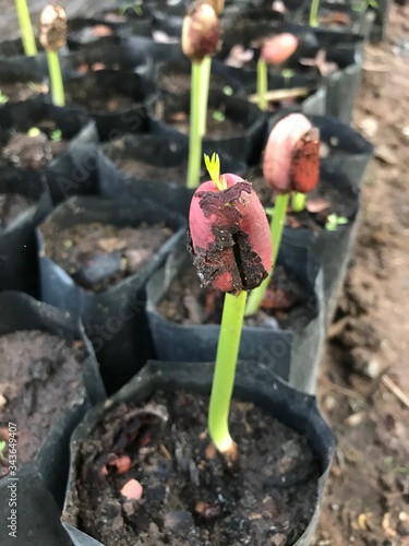 planting a tomato seedling