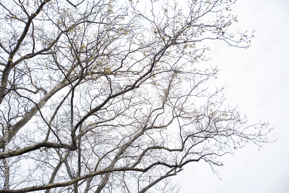 Sakura tree branches with cherry blossoms and blue sky background
Sakura tree branches with cherry blossoms and blue sky background
