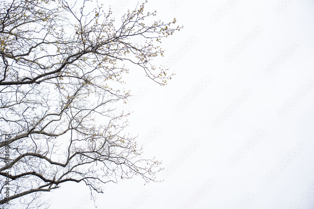 Sakura tree branches with cherry blossoms and blue sky background
Sakura tree branches with cherry blossoms and blue sky background