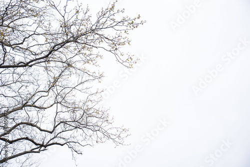 Sakura tree branches with cherry blossoms and blue sky background