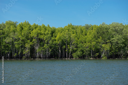 Mangrove forest in beautiful nature with blue sky on summer