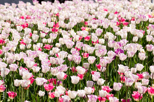 field of pink and white tulips