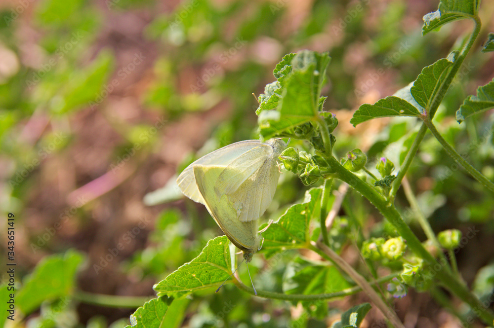 Obraz premium Close-up of some cabbage butterflies (Pieris brassicae)