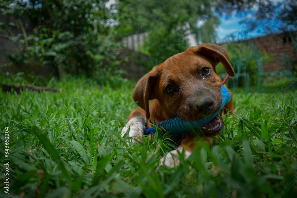 Medium shot of beautiful dog with his toy resting on grass with greenish spring background
