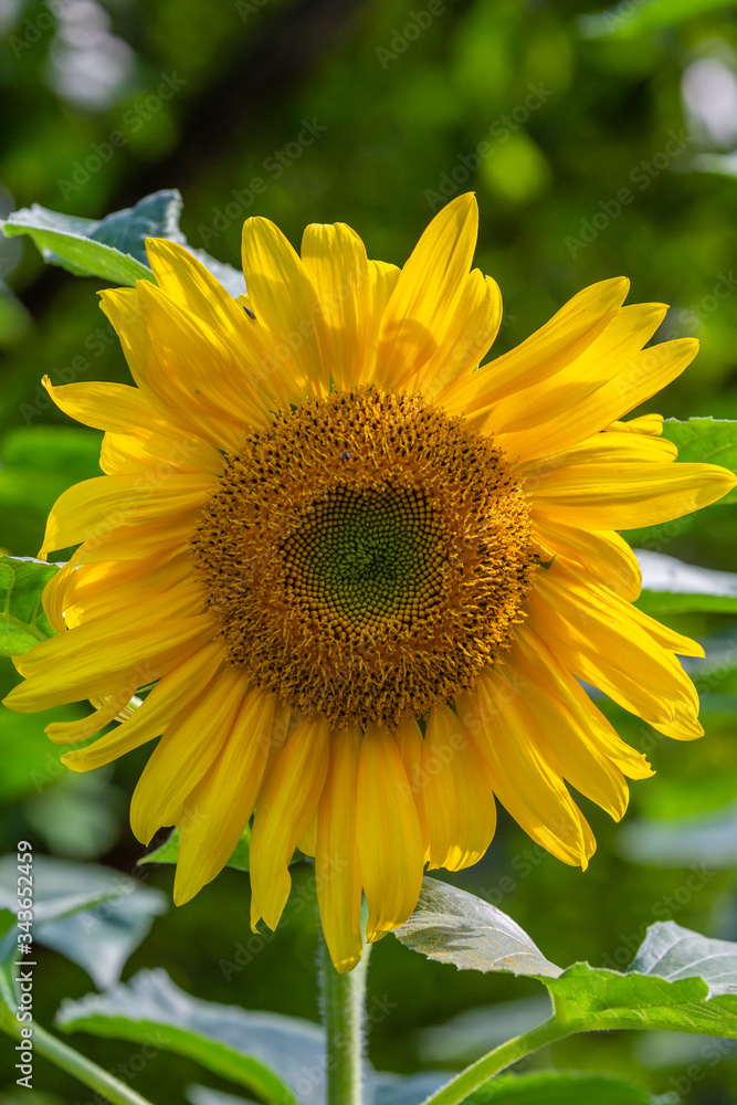 Fototapeta premium sunflower on a green background