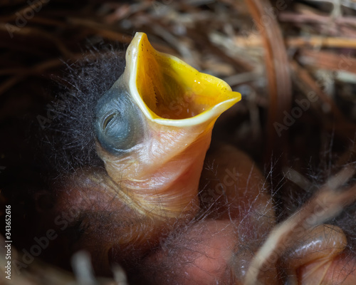 2 Day Old Eastern Bluebird