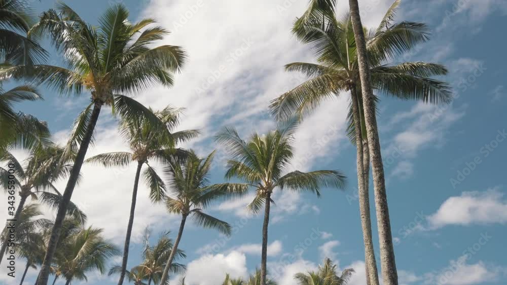Coconut trees swaying in the wind on a tropical island Coconut trees swaying in the wind on a tropical island
