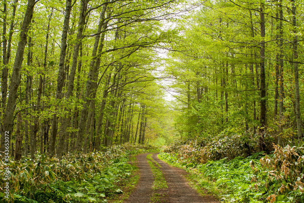 Obraz premium 新緑の青葉芽吹く北海道の林道