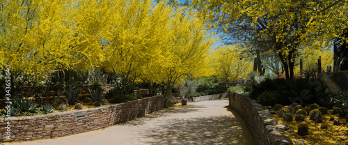 Yellow flower blooms and walking paths landscape panorama. Pathway in a forest area with yellow blooming Palo Verde trees at the desert botanical garden in Scottsdale photo