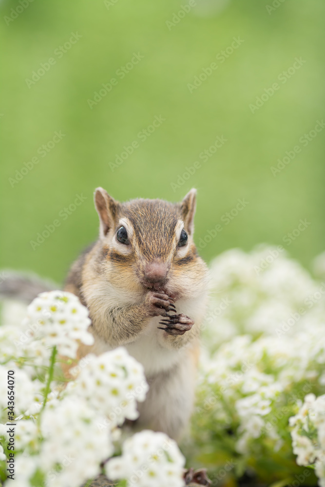 花畑に立つシマリス