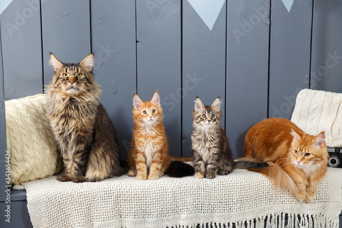 Family of four Maine Coon cat - mother, father and children - sitting or laying down in straight row. Against the background of a cozy scandi Interior. Horizontal frame