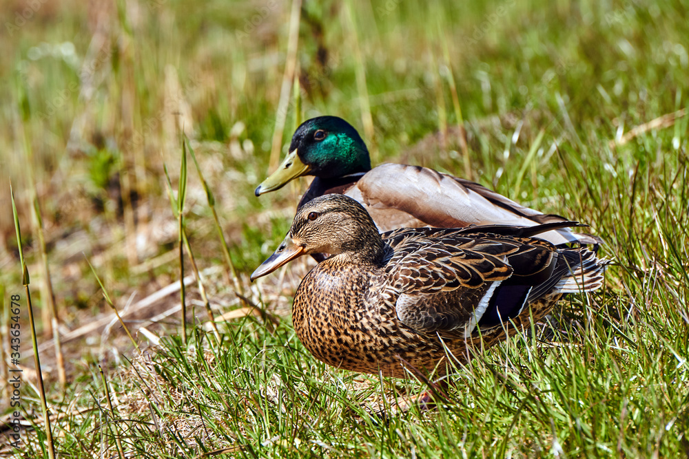 A pair of mallard ducks in the grass on the edge of a pond. A pair of mallard ducks in the grass on the edge of a pond.