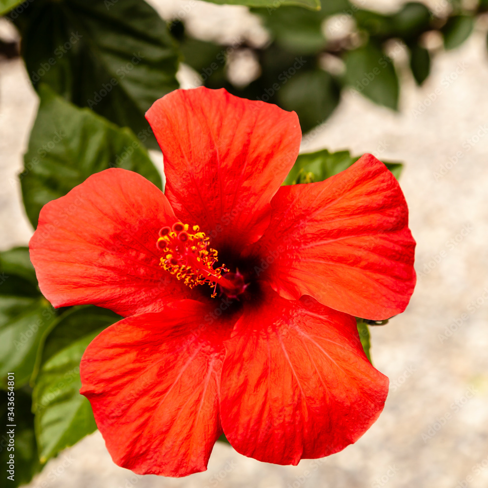 red hibiscus flower