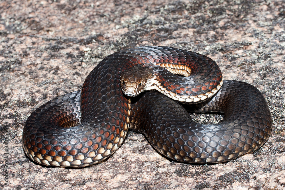 Fototapeta premium Australian Highland Copperhead Snake