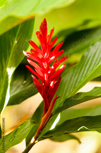 Heliantus, tropical flower photo