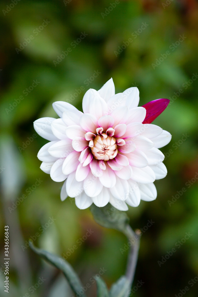 pink dahlia flower