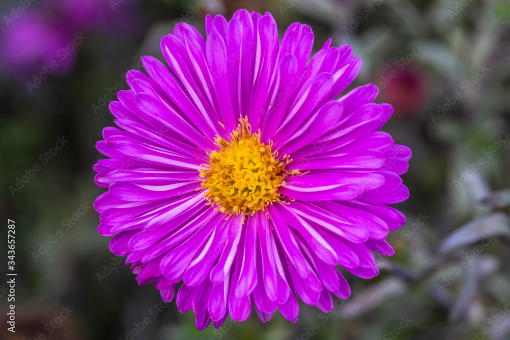 close up of a purple flower with yellow heart close up of a purple flower with yellow heart